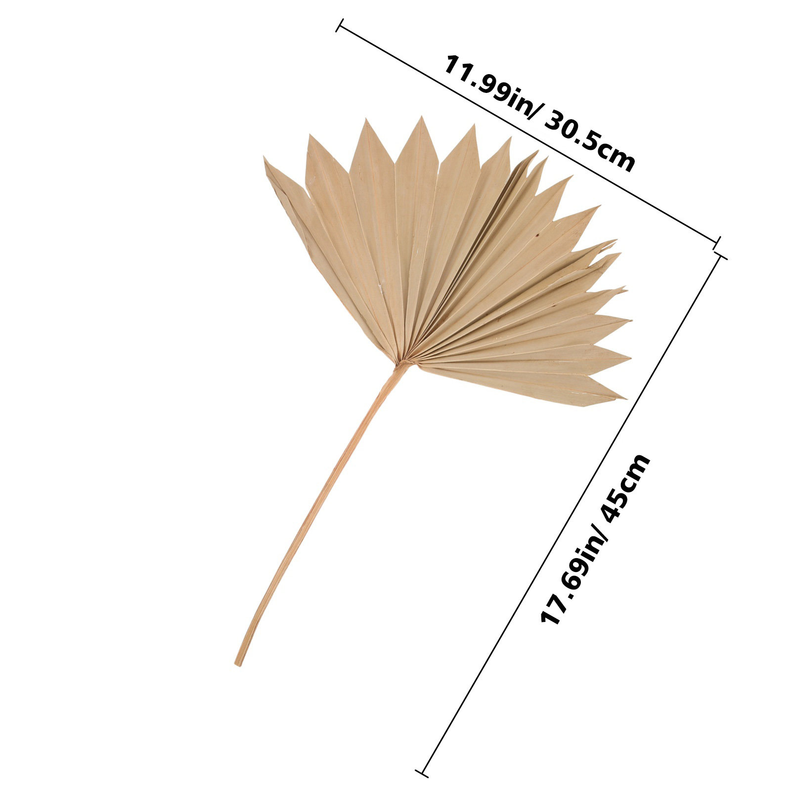 4Pcs Dried Palm Leaf Decor Nat - Photography Wedding recensione e prezzo