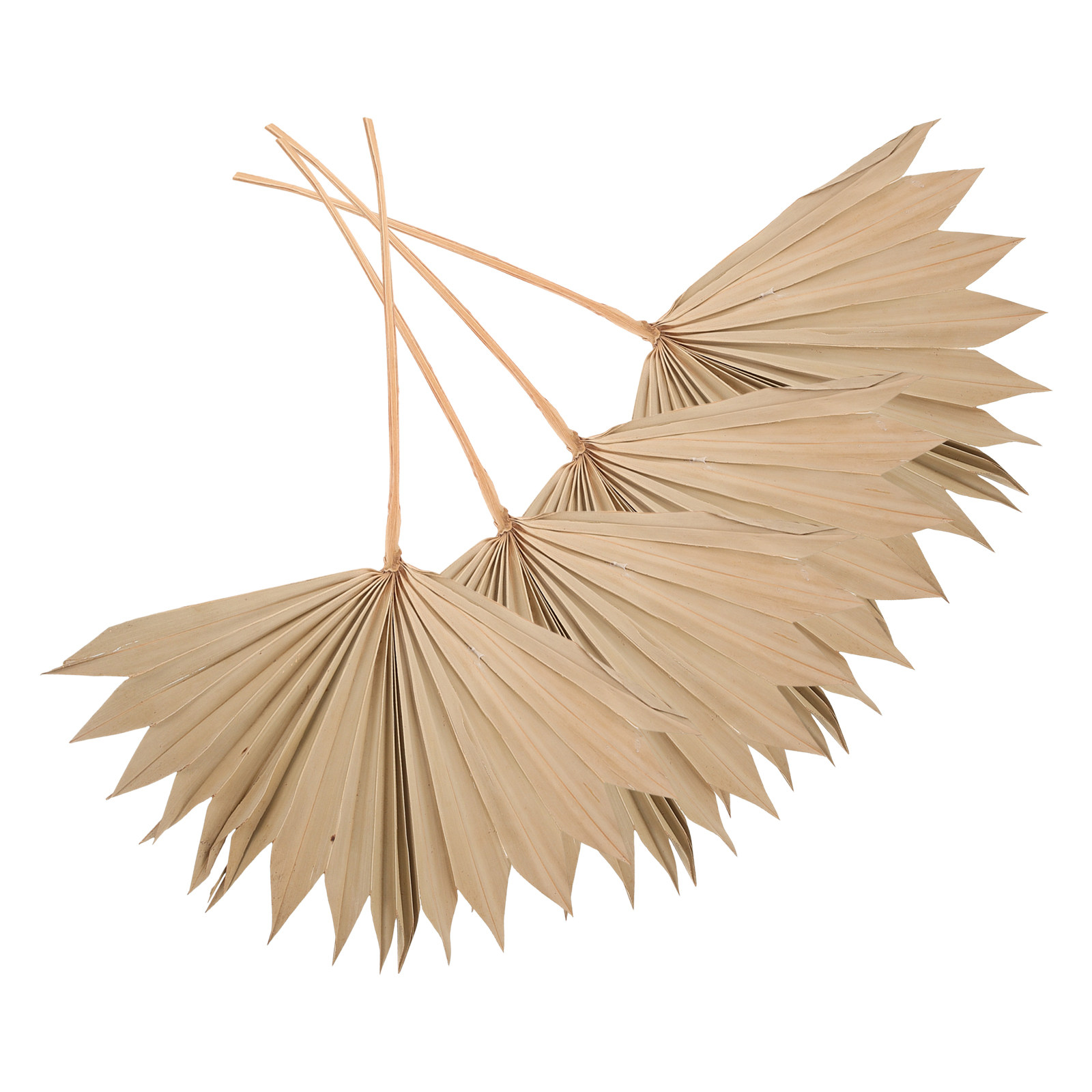 4Pcs Dried Palm Leaf Decor Nat - Photography Wedding recensione e prezzo